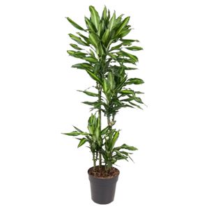 Dracaena Cintho 3 Pp