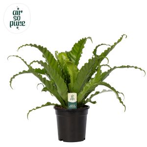 Asplenium Nidus Osaka Ø17 H45