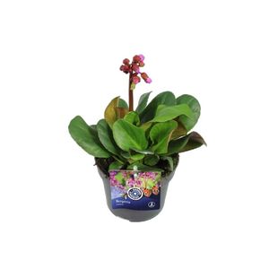 Bergenia Cordifolia
