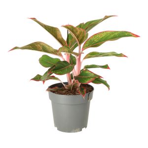 Aglaonema Crete Ø12 H35