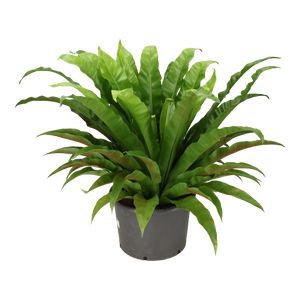 Asplenium Nidus Osaka Ø37 H100