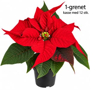 Julestjerne 1-Grenet, Rød - Kasse Med 12 stk.