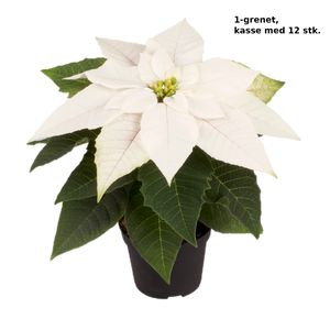 Julestjerne 1-Grenet, Hvid - Kasse Med 12 stk.