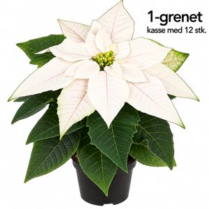 Julestjerne 1-Grenet, Hvid - Kasse Med 12 stk.
