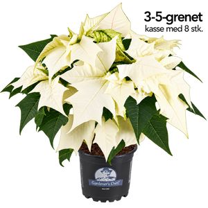 Julestjerne 3/5-Grenet, Hvid - Kasse Med 8 stk.
