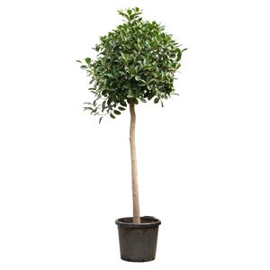 Ficus Australis Opst.