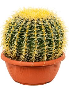 Echinocactus Grusonii