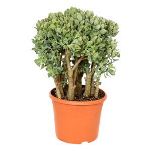 Crassula Undilatifolia
