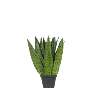 Sansevieria Zeylanica Flad Grøn Ø11 H35