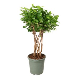 Ficus Moclame Opstammet, Rørflet Ø30 H120