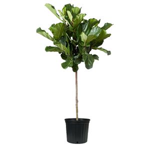Ficus Lyrata Opst.