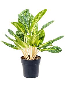 Aglaonema Key Lime Ø24 H80