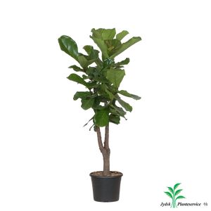 Ficus Lyrata Forgrenet
