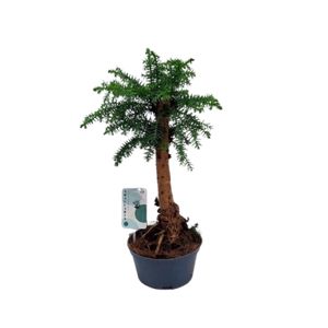 Araucaria Cunninghamii