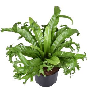 Asplenium Nidus Crissie Ø17 H45