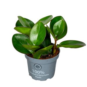 Peperomia Red Margin H15 