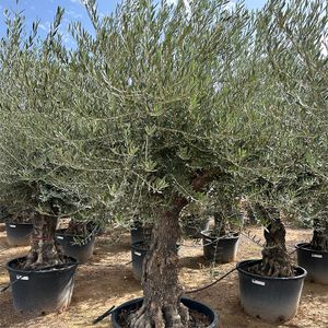 Olea Europaea Opst. forgrenet Ø80 H250