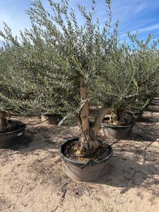 Olea Europaea Bonsai forgrenet lav pot Ø80 H220