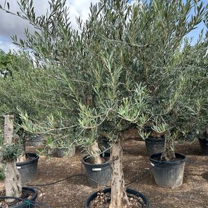 Olea Europaea Opst. Forgrenet