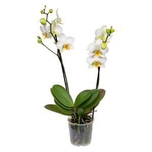 Phalaenopsis 2-Grenet Hvid