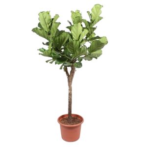 Ficus Lyrata Opst. Tyk st. Ø60 H300