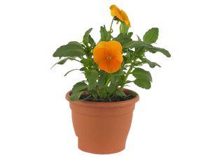Viola Cornuta Orange