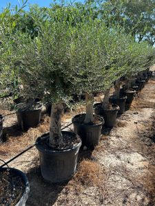 Olea Europaea Opst. tyk stamme