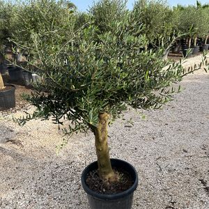 Olea Europaea Opst.