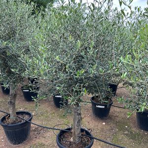 Olea Europaea Opst. tyk stamme
