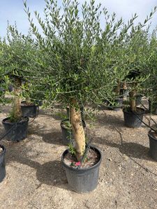 Olea Europaea Opst. tyk stamme