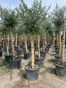 Olea Europaea Opst. Høj st. Ø55 H280