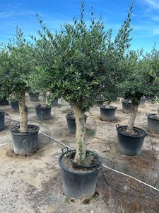 Olea Europaea Opst.