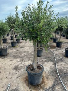Olea Europaea Opst. tyk stamme