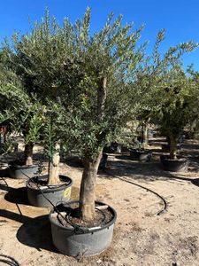 Olea Europaea Bonsai