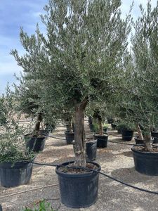 Olea Europaea Opst.