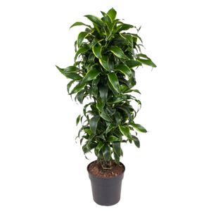 Dracaena Dorado Forgrenet