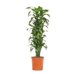Dracaena Dorado Forgrenet