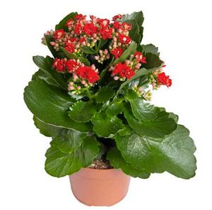 Kalanchoë Rød