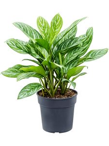 Aglaonema Stripes