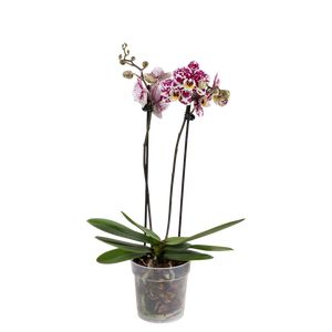 Phalaenopsis 2-Grenet