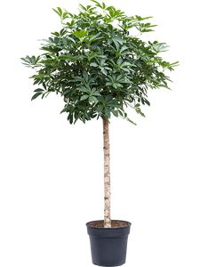 Schefflera Arboricola 'Compacta' Opst. Ø48 H250