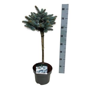 Picea 'Glauca Globosa' Opst.