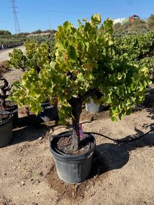Vitis Moscatel Opst. 