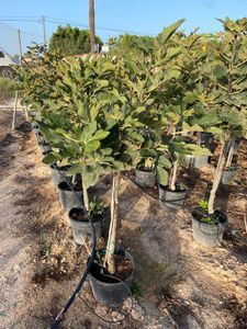 Ficus Carica opst. Ø25 H130