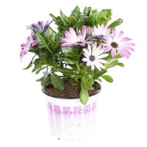 Osteospermum Lyserød Ø11
