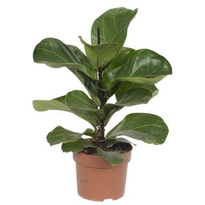 Ficus Lyrata 'Bambino' Ø12 H35