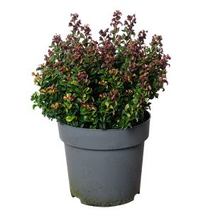 Leucothoe Curley Red 