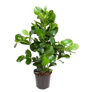Clusia Rosea Princes