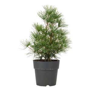 Sciadopitys Verticillata Grøn