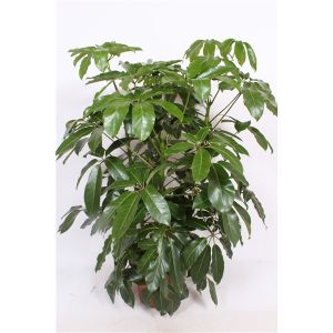 Schefflera Amate